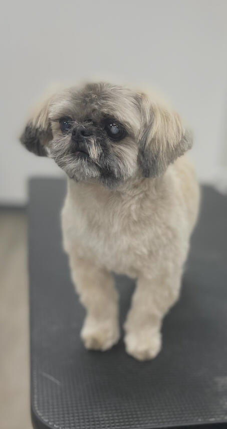 Elderly Shih-tzu after a spa day with Broadway Grooming in Mesa, Arizona.