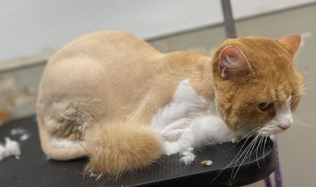 Orange and white cat after a haircut at Broadway Grooming in Mesa Arizona.